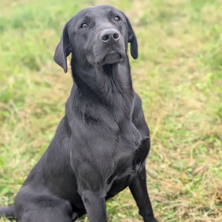 Brecks Pride Gun Dog Training