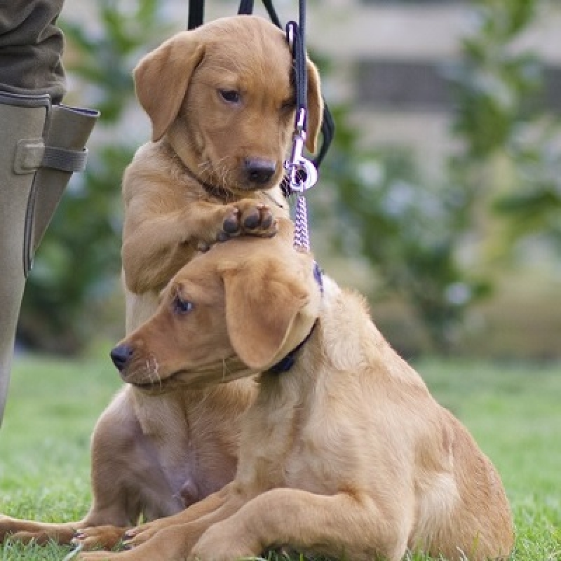 Residential Gundog Training