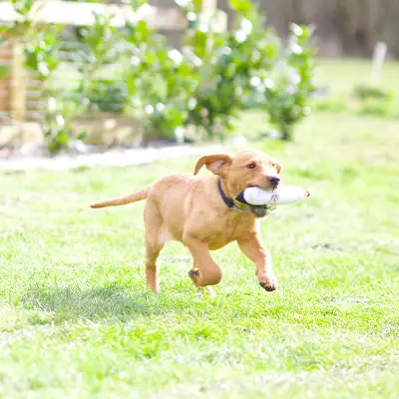 Puppy Gundog Training